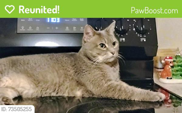 Reunited Female Cat last seen Oakwood Cemetery Troy NY, Troy, NY 12183