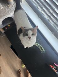 Lost Female Cat last seen binglewood, Houston, TX 77080