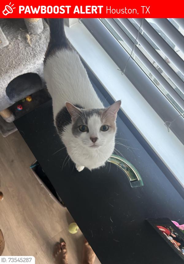 Lost Female Cat last seen binglewood, Houston, TX 77080