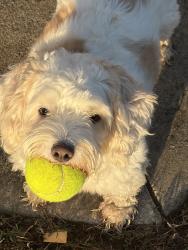 Reunited Female Dog last seen Ivy, 112th PL, 111th. 121st Churchill Park, Jenks, OK 74037