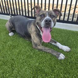 Shelter Stray Female Dog last seen , 328 Furman Hall Rd, Greenville, SC 29609, USA
