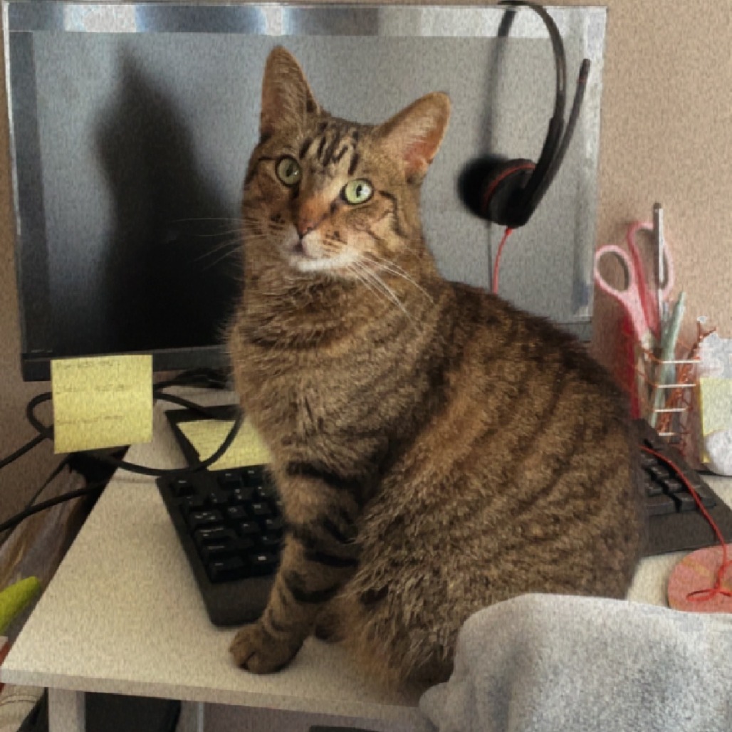 Shelter Stray Female Cat last seen , Animal Care & Control Team of Philly, 111 W Hunting Park Ave, Philadelphia, PA 19140, USA