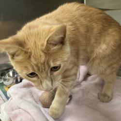 Shelter Stray Unknown Cat last seen , 5570 Sturmer Park Cir, Winston-Salem, NC 27105, USA