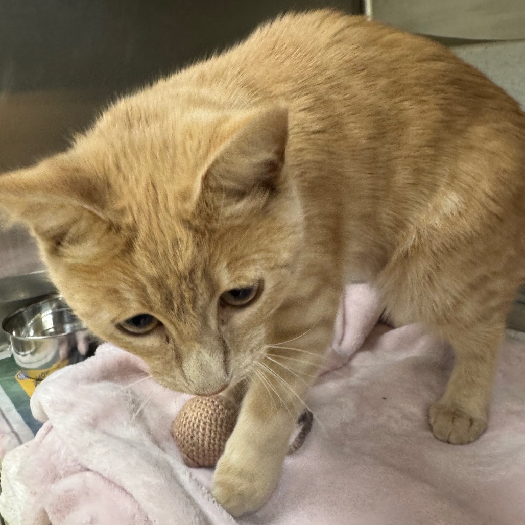 Shelter Stray Unknown Cat last seen , 5570 Sturmer Park Cir, Winston-Salem, NC 27105, USA