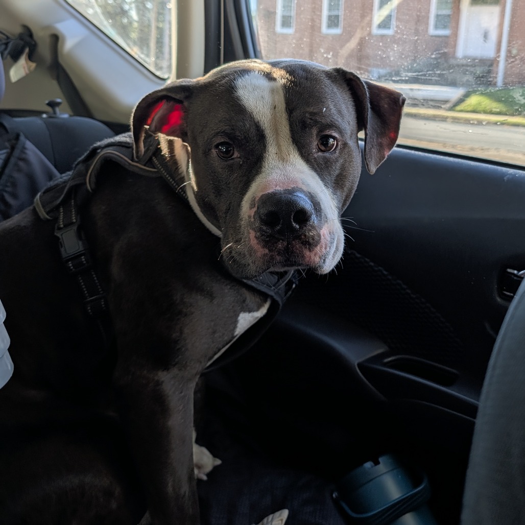 Shelter Stray Male Dog last seen , 980 Guilford College Rd, Greensboro, NC 27409, USA