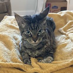Shelter Stray Female Cat last seen , 2608 Center St, Tacoma, WA 98409, USA