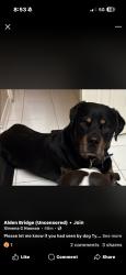 Reunited Male Dog last seen Near Rippled Pond Cir, Spring, TX 77382, USA, Spring, TX 77382