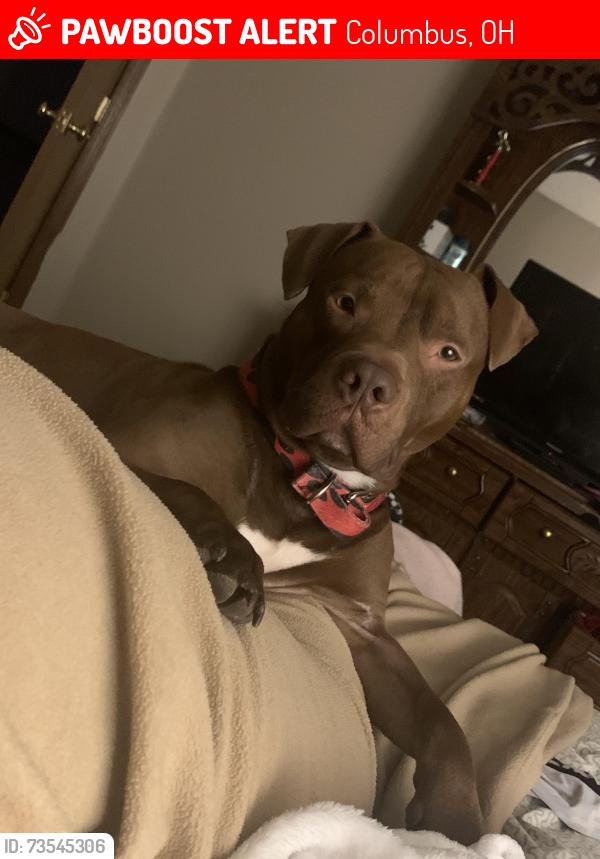 Lost Male Dog last seen derring & parson, Columbus, OH 43207