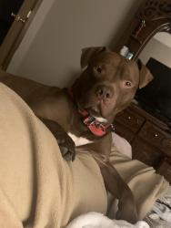 Lost Male Dog last seen derring & parson, Columbus, OH 43207