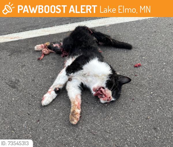 Found/Stray Unknown Cat last seen Manning and 24th, Pair-a-does dairy goats, Lake Elmo, MN 55042
