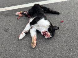 Found/Stray Unknown Cat last seen Manning and 24th, Pair-a-does dairy goats, Lake Elmo, MN 55042