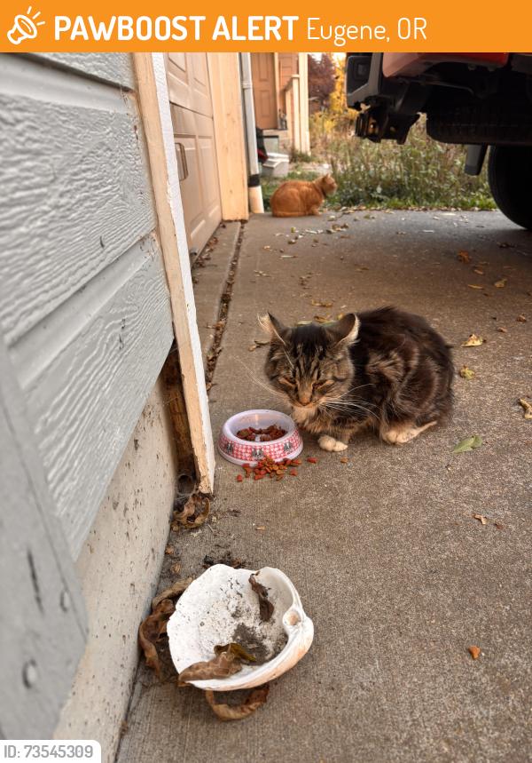 Found/Stray Unknown Cat last seen North Park Aveneu, Eugene, OR 97404