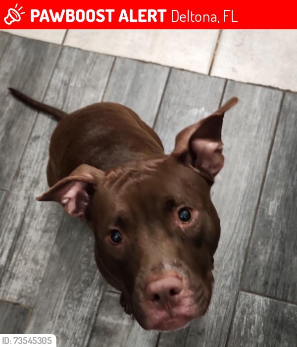 Lost Female Dog last seen Buckland street and Bonview Deltona fl 32738, Deltona, FL 32738