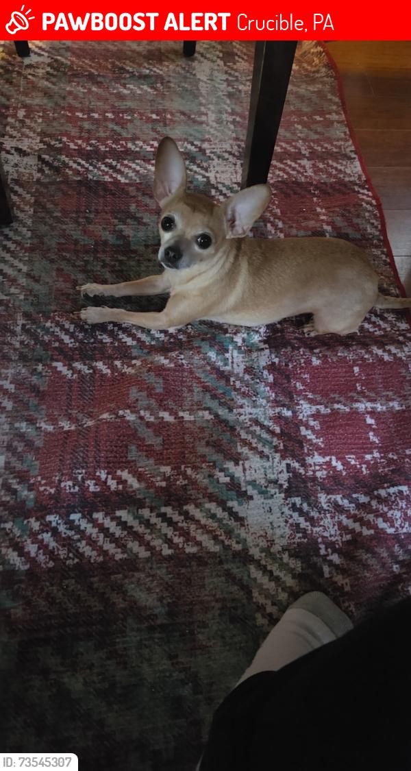 Lost Female Dog last seen Crucible post office, Crucible, PA 15357