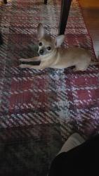 Lost Female Dog last seen Crucible post office, Crucible, PA 15357