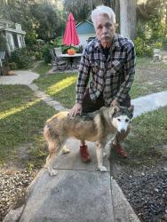 Reunited Female Dog last seen Grand blvd and Manatee point, New Port Richey, FL 34652