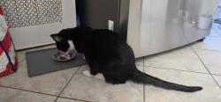 Reunited Male Cat last seen Tower pl @ Shonnard pl, Yonkers, NY 10703