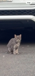 Found/Stray Unknown Cat last seen Fairacres Avenue, Westfield, NJ 07090