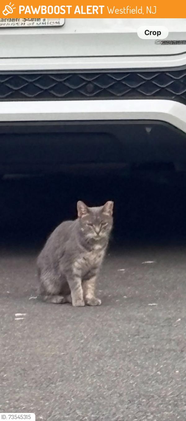 Found/Stray Unknown Cat last seen Fairacres Avenue, Westfield, NJ 07090