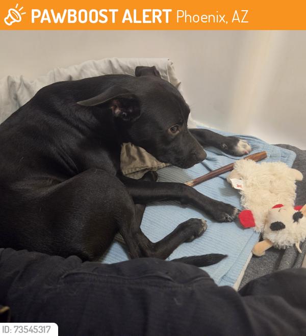 Found/Stray Male Dog last seen N 21st Ave &Van Buren, Phoenix, AZ 85023