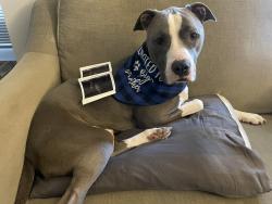 Lost Male Dog last seen Independence Ave, Kansas City, MO 64124