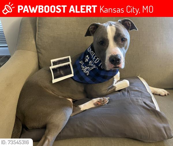 Lost Male Dog last seen Independence Ave, Kansas City, MO 64124