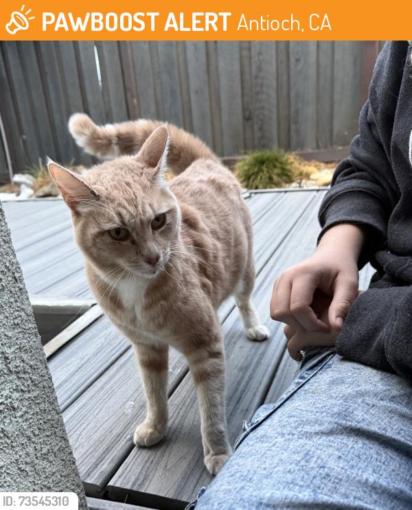 Found/Stray Unknown Cat last seen Corner of Ventry and Rathdrum, Antioch, CA 94531