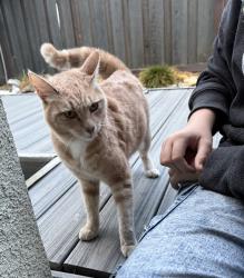Found/Stray Unknown Cat last seen Corner of Ventry and Rathdrum, Antioch, CA 94531