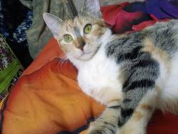 Lost Female Cat last seen Behind McDonald's on main Street Yukon, Yukon, OK 73099