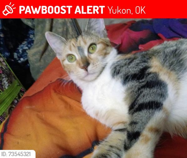 Lost Female Cat last seen Behind McDonald's on main Street Yukon, Yukon, OK 73099