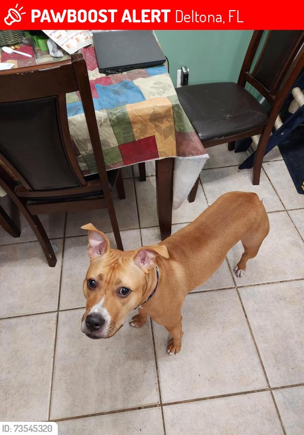 Lost Female Dog last seen Buckland Street and Bonview ave, Deltona, FL 32738