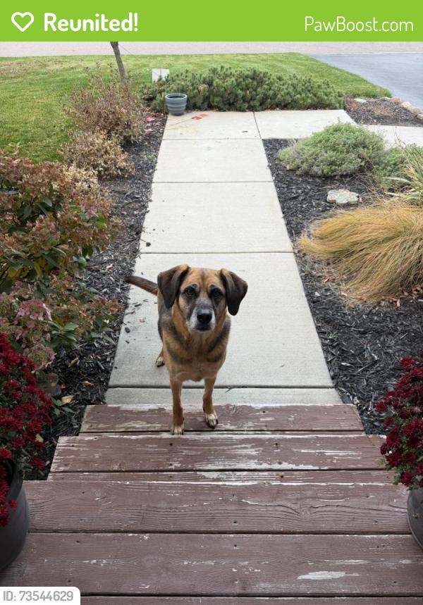 Reunited Unknown Dog last seen Hampton Ave Lakeville, Lakeville, MN 55044