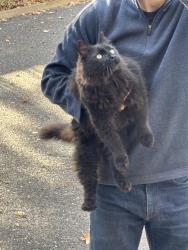 Reunited Unknown Cat last seen Burns and Upper Afton, Saint Paul, MN 55106