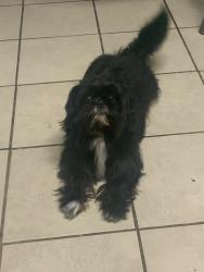 Reunited Male Dog last seen Crommelin Ave, Modesto, CA 95350, USA, Modesto, CA 95350