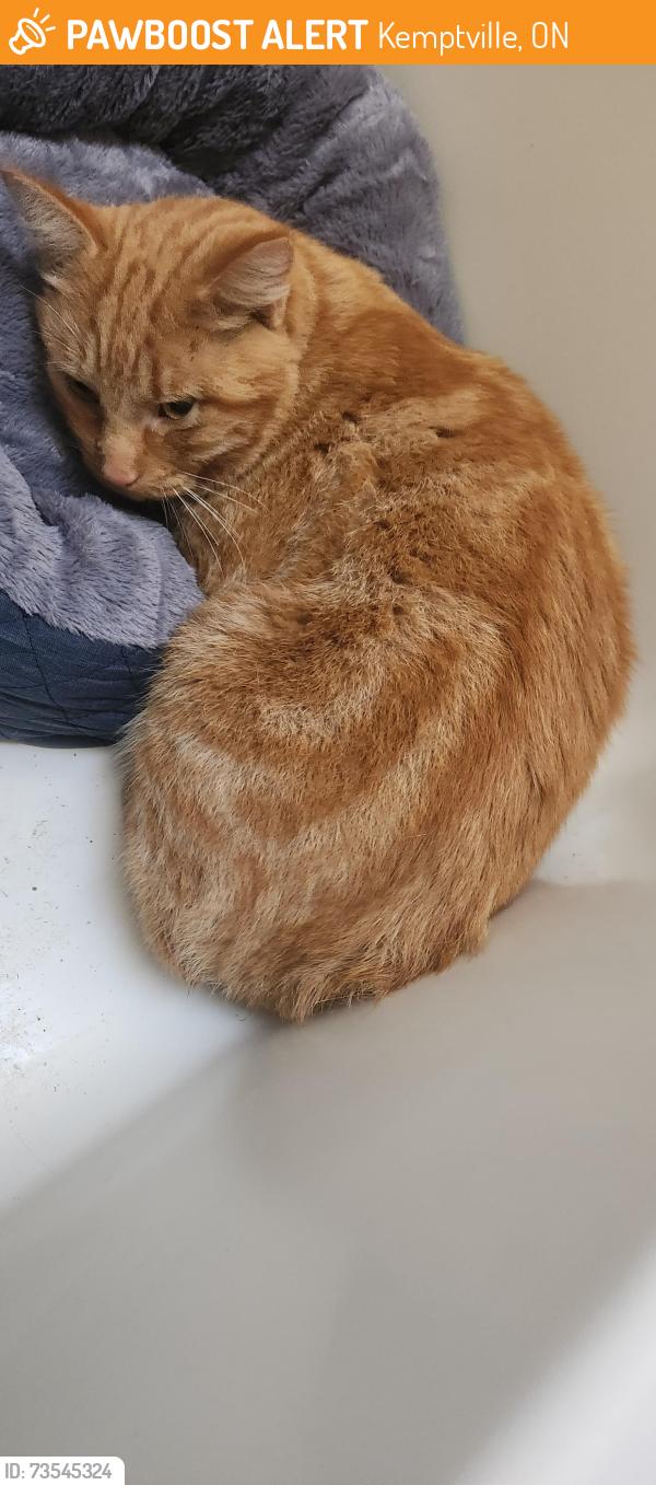 Found/Stray Male Cat last seen Not sure, Kemptville, ON 