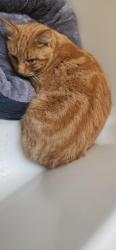 Found/Stray Male Cat last seen Not sure, Kemptville, ON 