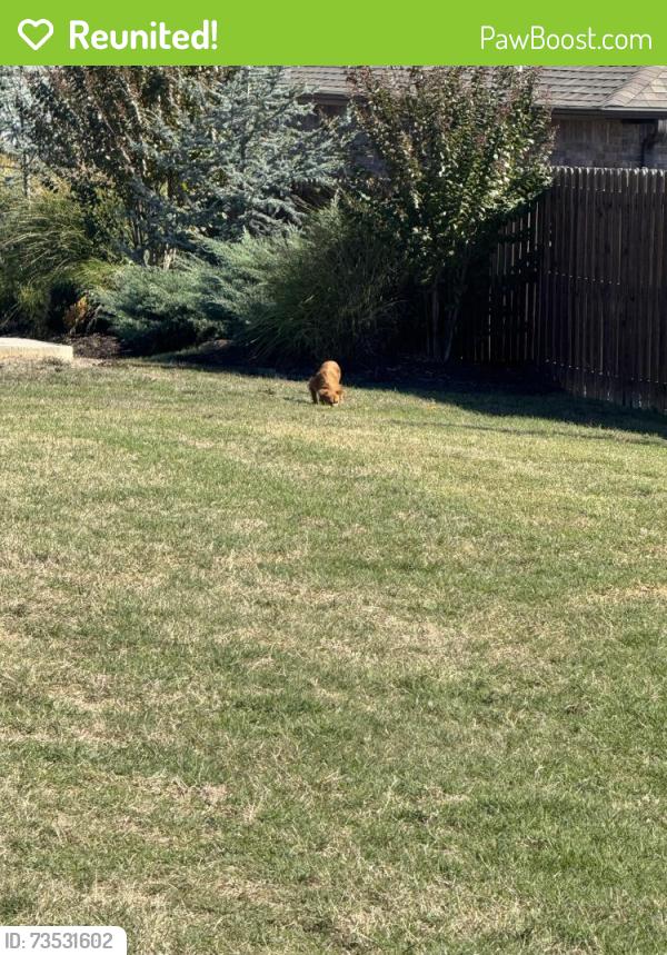Reunited Unknown Dog last seen Penelope Lane and Chad Colley Blvd, Fort Smith, AR 72916