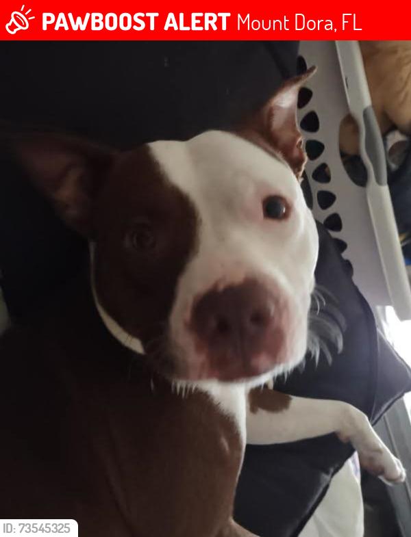 Lost Male Dog last seen N Sunset dr and Cactus, Mount Dora, FL 32757