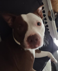 Lost Male Dog last seen N Sunset dr and Cactus, Mount Dora, FL 32757