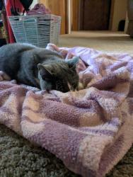 Reunited Female Cat last seen County Rd 1200N and County Rd 2350E, St. Joseph Township, IL 61873