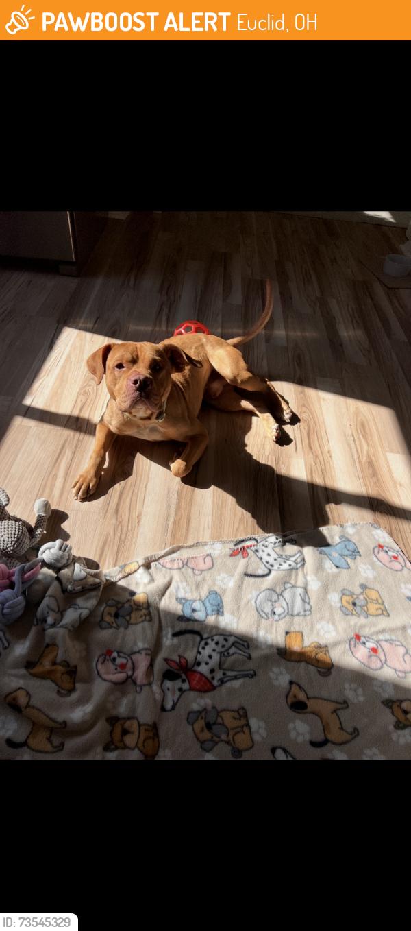 Found/Stray Male Dog last seen Around E 260th, Euclid, OH 44123
