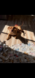 Found/Stray Male Dog last seen Around E 260th, Euclid, OH 44123