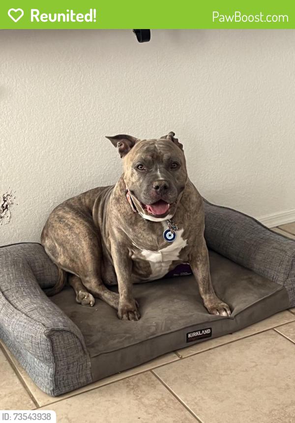 Reunited Female Dog last seen 95th ave and camelback rd, Glendale, AZ 85037