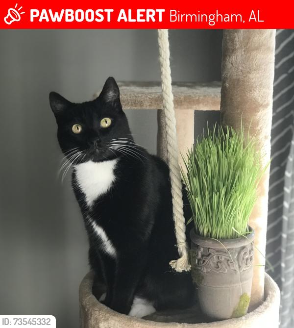 Lost Female Cat last seen Hoover East Baseball Park, Birmingham, AL 35216