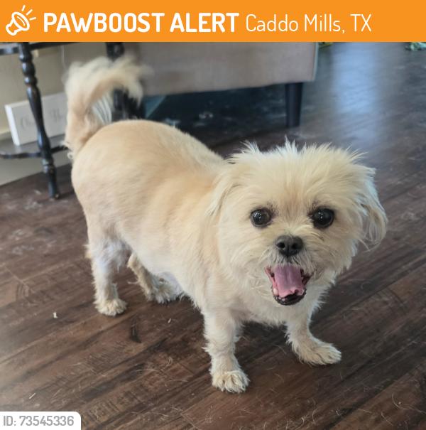 Found/Stray Female Dog last seen Fm 36 s, Caddo Mills, TX 75135
