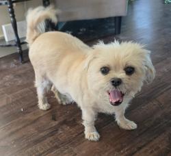 Found/Stray Female Dog last seen Fm 36 s, Caddo Mills, TX 75135