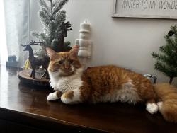 Lost Male Cat last seen Sullivan Road and N Highland Ave, Aurora, IL 60506