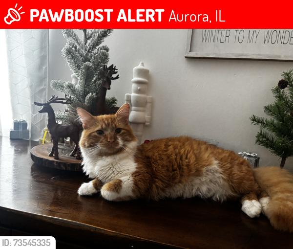 Lost Male Cat last seen Sullivan Road and N Highland Ave, Aurora, IL 60506