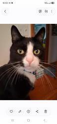 Reunited Male Cat last seen Near Rogers St Tewksbury, Tewksbury, MA 01876