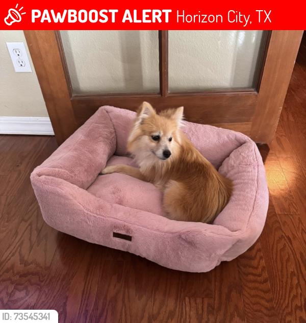 Lost Female Dog last seen Ryderwood Ave, Horizon City, TX 79928